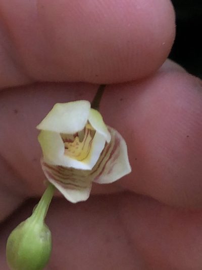 Koellensteinia graminea, photographed by Jared Shorma