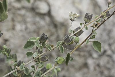 Abutilon incanum, photographed by Craig Martin