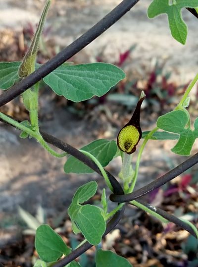Aristolochia pentandra, photographed by Francisco Martínez González