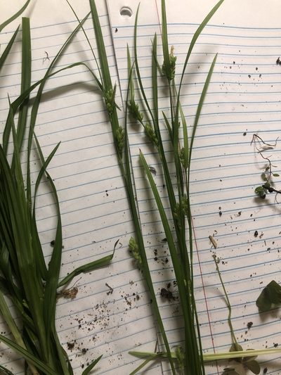 Carex corrugata, photographed by John Kees