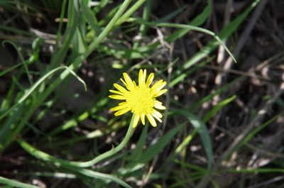 Scorzonera laciniata, photographed by Eric Knight