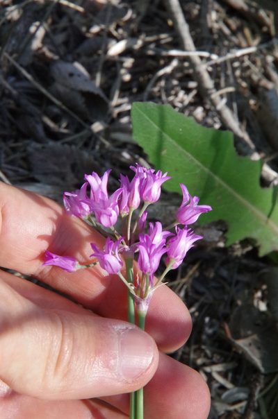 Allium perdulce, photographed by Eric Knight