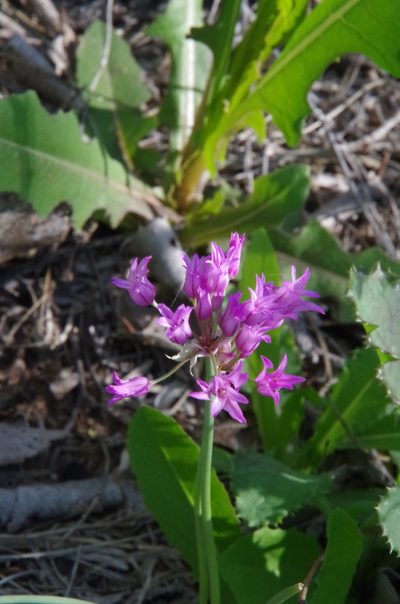 Allium perdulce, photographed by Eric Knight