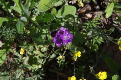 Phacelia popei, photographed by Eric Knight
