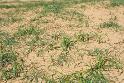 Carex kobomugi, photographed by 國立臺灣博物館