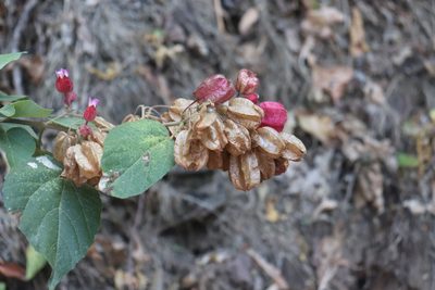 Physodium adenodes, photographed by alejandrozab