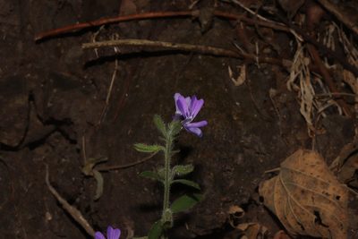 Bonplandia geminiflora, photographed by alejandrozab