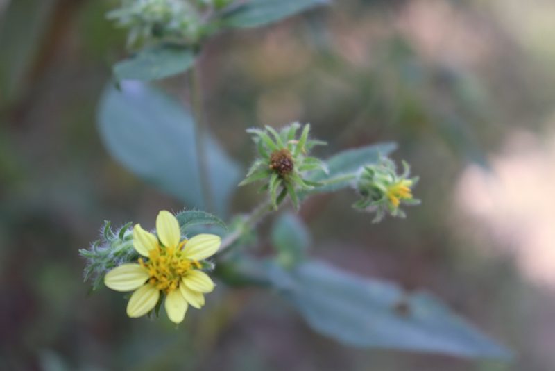 Simsia foetida, photographed by alejandrozab