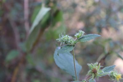Simsia foetida, photographed by alejandrozab