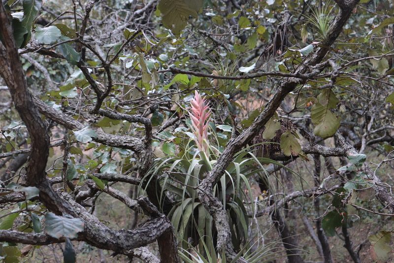 Tillandsia bourgaei, photographed by alejandrozab