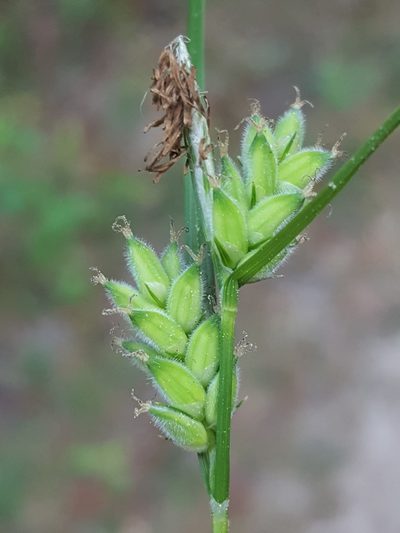 Carex dasycarpa, photographed by Alex Abair