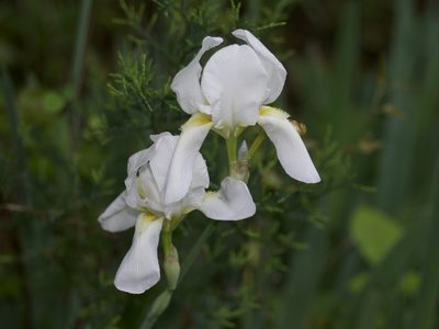 Iris × florentina, photographed by Michelle W. （鍾偉瑋）