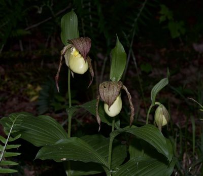 Cypripedium kentuckiense, photographed by Michelle W. （鍾偉瑋）