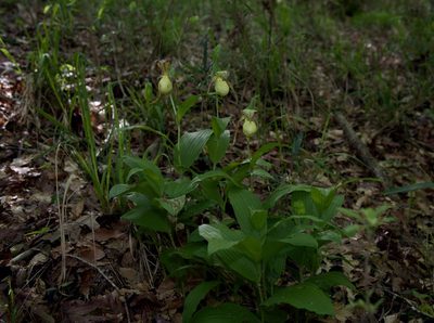Cypripedium kentuckiense, photographed by Michelle W. （鍾偉瑋）