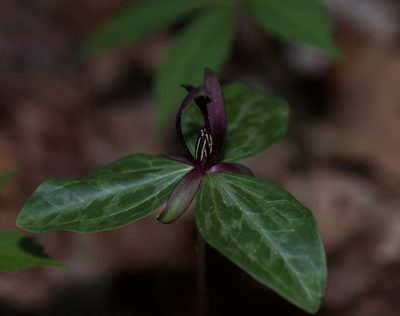 Trillium gracile, photographed by Michelle W. （鍾偉瑋）