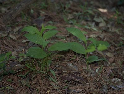 Cypripedium kentuckiense, photographed by Michelle W. （鍾偉瑋）