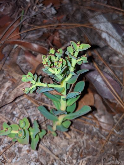 Euphorbia telephioides, photographed by Scott Allen Davis