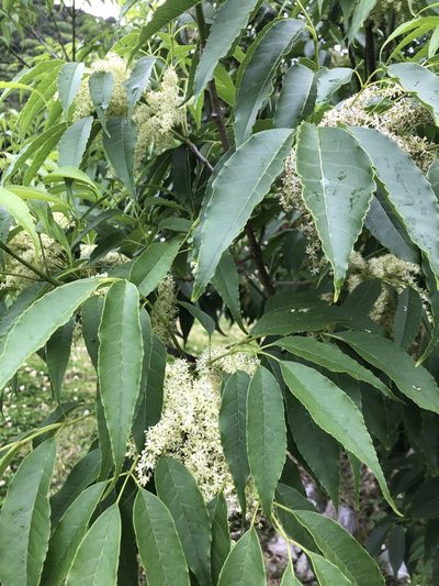 Fraxinus insularis, photographed by Takaaki Hattori