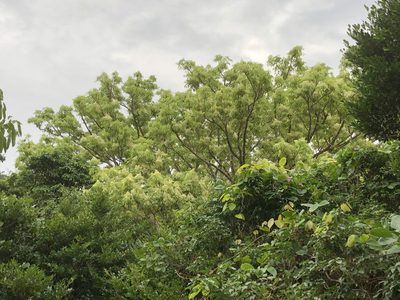 Fraxinus insularis, photographed by Takaaki Hattori