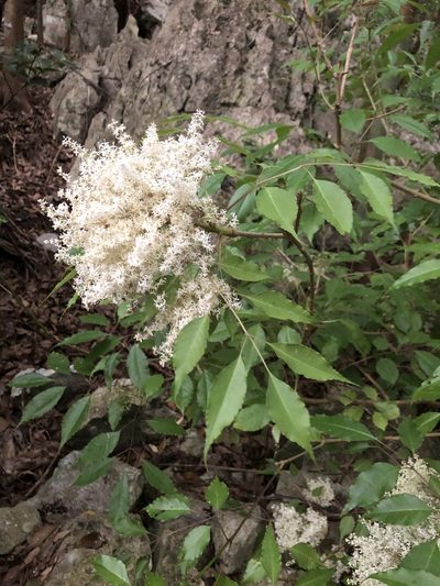 Fraxinus insularis, photographed by Takaaki Hattori
