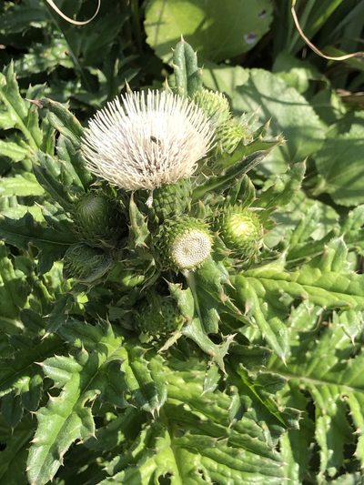 Cirsium brevicaule, photographed by Takaaki Hattori