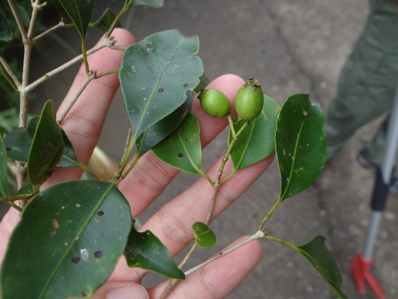 Syzygium euphlebium, photographed by 呂一起(Lyu yi-chi)