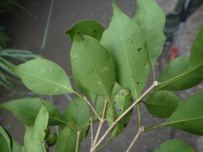 Syzygium euphlebium, photographed by 呂一起(Lyu yi-chi)