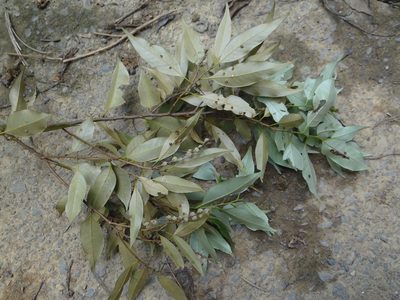 Castanopsis carlesii, photographed by 呂一起(Lyu yi-chi)