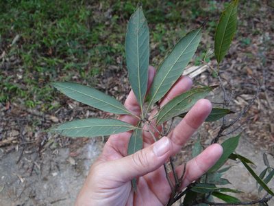 Quercus pachyloma, photographed by 呂一起(Lyu yi-chi)