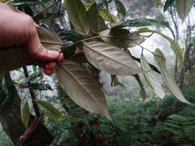 Castanopsis faberi, photographed by 呂一起(Lyu yi-chi)