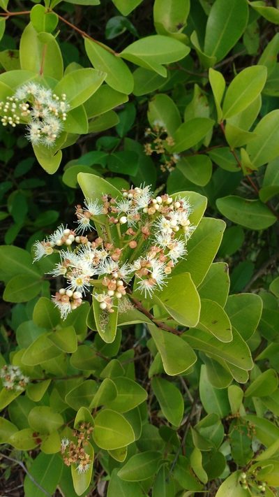 Syzygium caryophyllatum, photographed by S.MORE