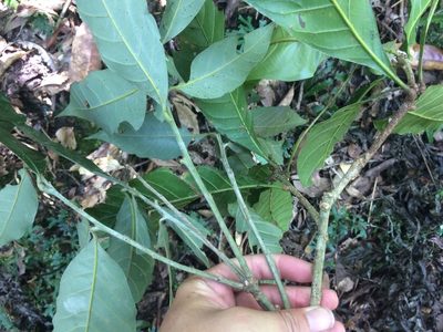 Lithocarpus lepidocarpus, photographed by 呂一起(Lyu yi-chi)