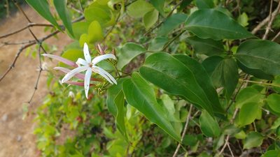Jasminum malabaricum, photographed by S.MORE