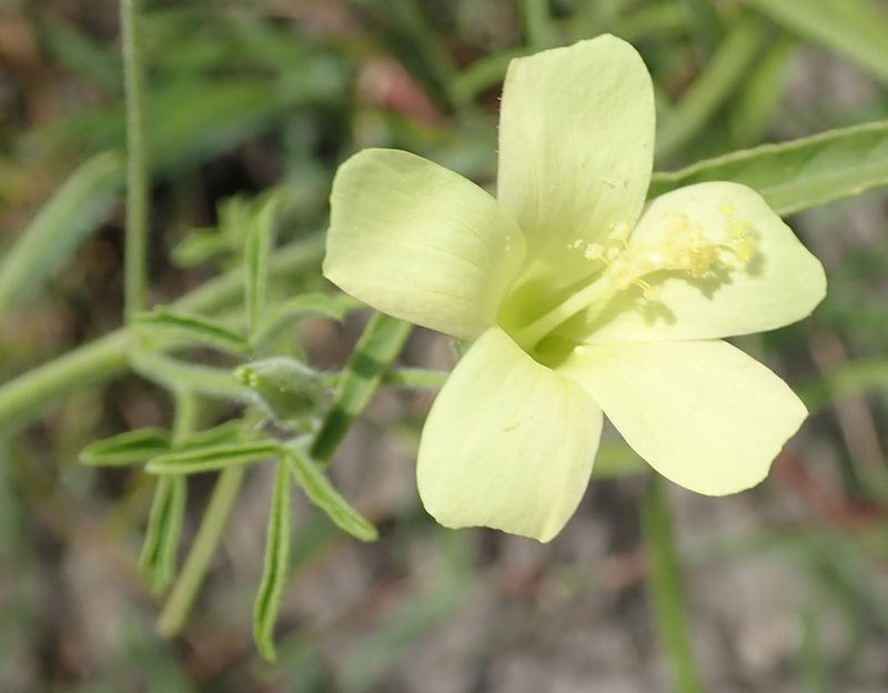 Hibiscus sidiformis, photographed by Robert Taylor
