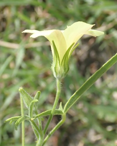 Hibiscus sidiformis, photographed by Robert Taylor