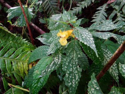 Impatiens tayemonii, photographed by 呂一起(Lyu yi-chi)