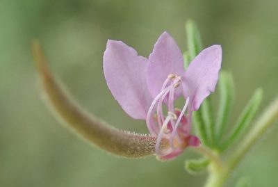 Cleome rubella, photographed by Robert Taylor
