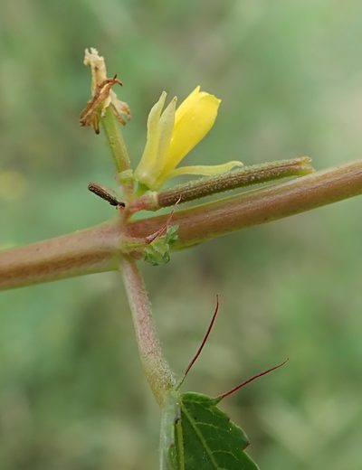 Corchorus tridens, photographed by Robert Taylor