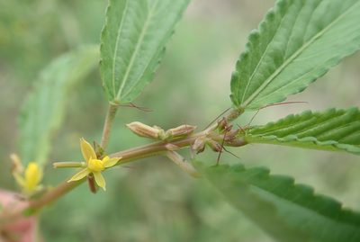 Corchorus tridens, photographed by Robert Taylor