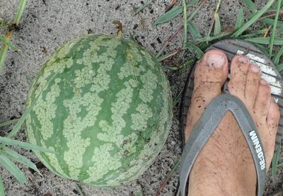 Citrullus amarus, photographed by Robert Taylor