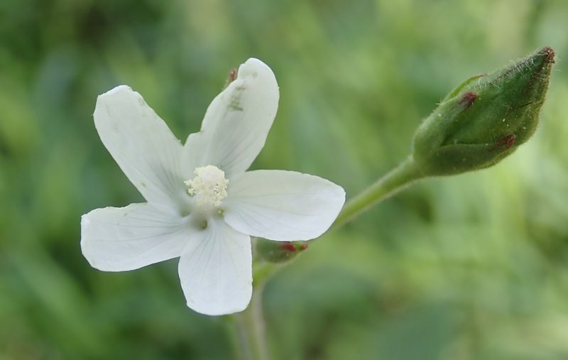 Hibiscus lobatus, photographed by Robert Taylor