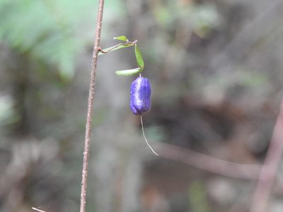 Billardiera macrantha, photographed by Ashleigh Robbins