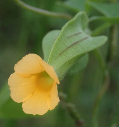 Thunbergia reticulata, photographed by Robert Taylor