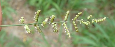 Setaria sagittifolia, photographed by Robert Taylor
