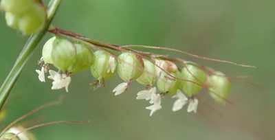 Setaria sagittifolia, photographed by Robert Taylor