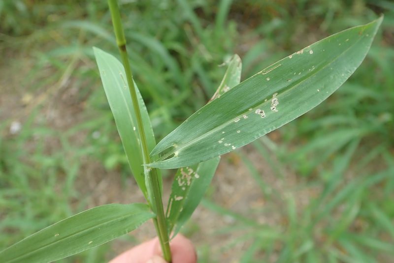 Setaria sagittifolia, photographed by Robert Taylor