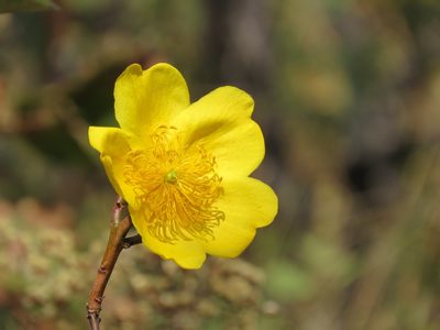 Cochlospermum regium, photographed by Leonardo Bergamini