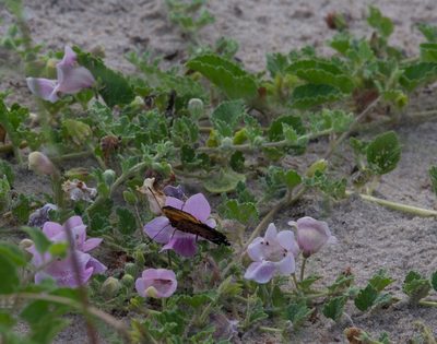 Sesamum eriocarpum, photographed by Robert Taylor