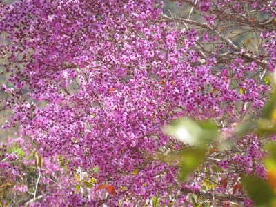 Physocalymma scaberrimum, photographed by Leonardo Bergamini
