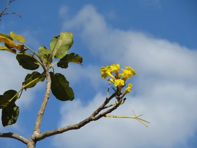 Tabebuia aurea, photographed by Leonardo Bergamini